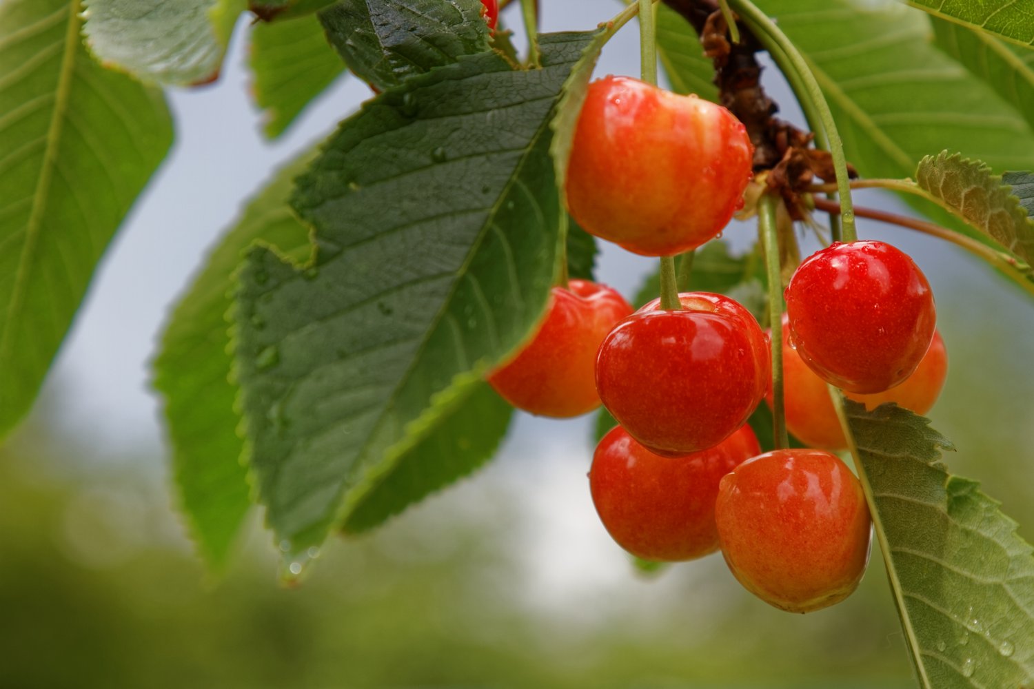 Prunus avium 'Heidi' E, (körsbär)