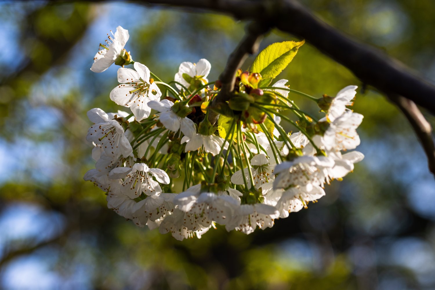 Prunus avium 'Kordia', (körsbär)