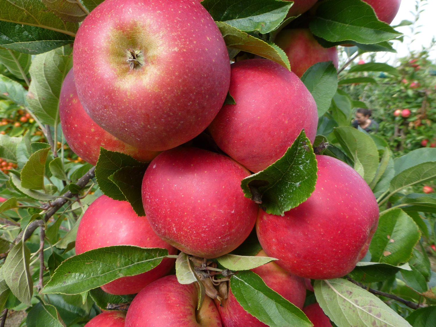 Malus domestica AGNES® E, (äpple)