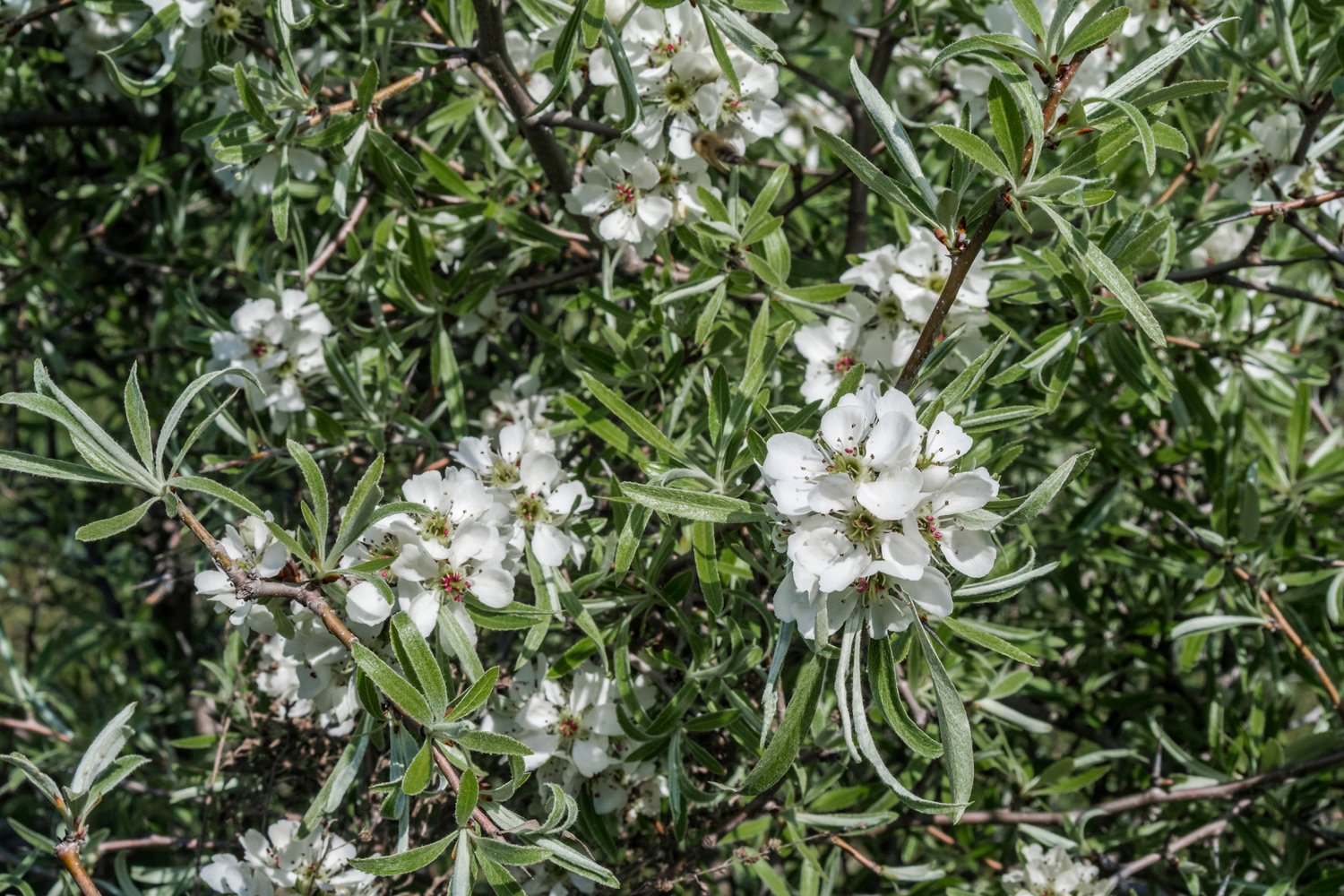 Pyrus salicifolia 'Pendula', Sh 60
