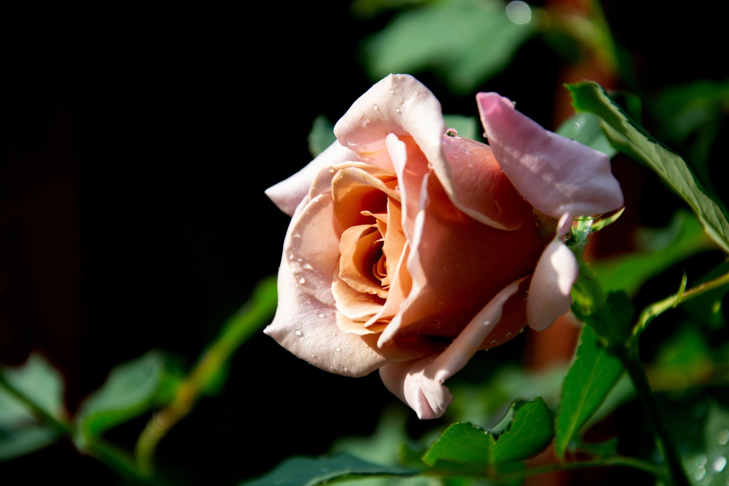 Rosa KOKO LOKO