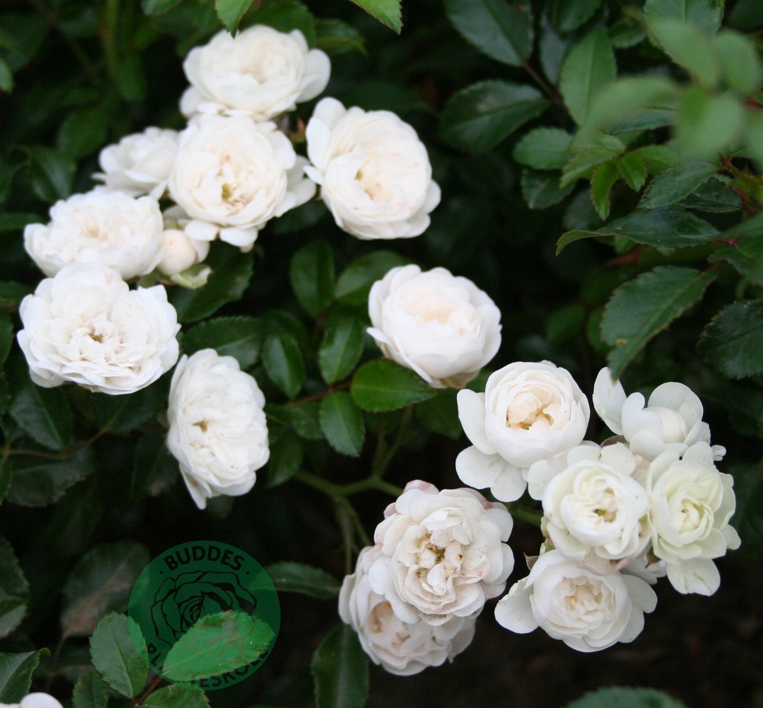 Rosa 'White Fairy'