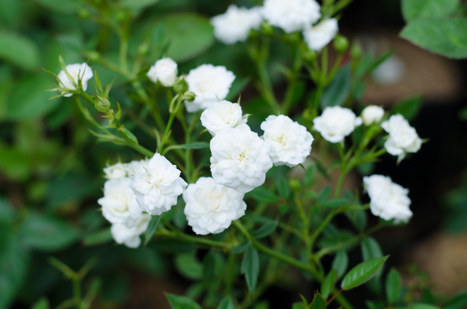 Rosa 'White Fairy'