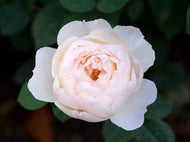 Rosa 'Desdemona'