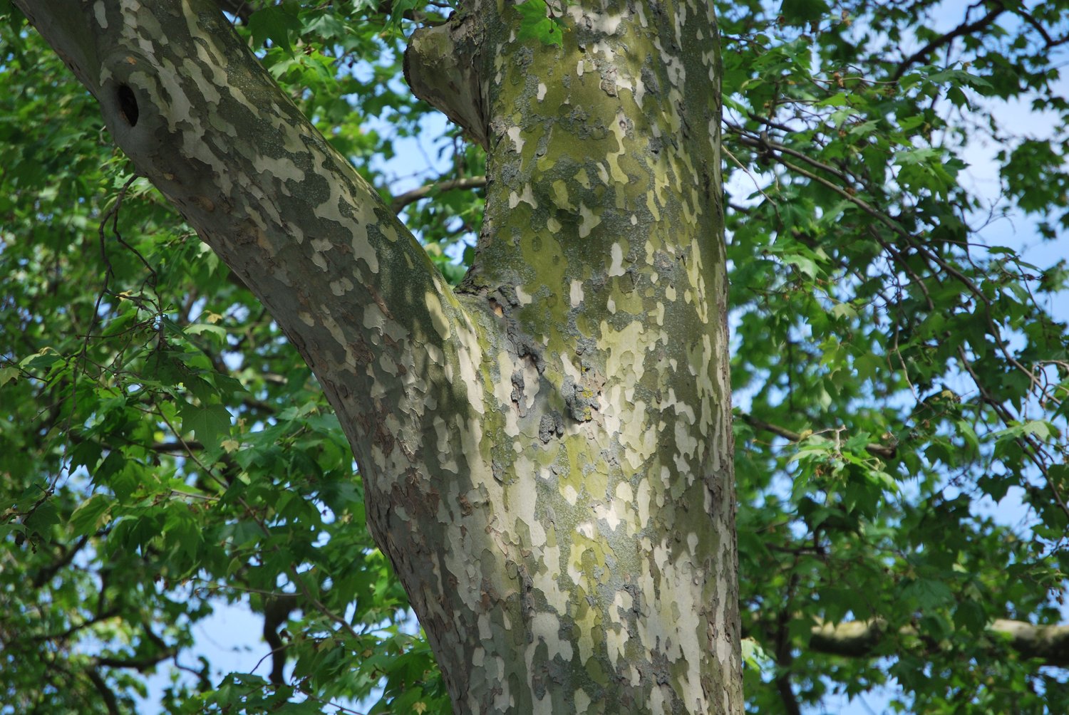 Platanus × hispanica, Utr. 150-200