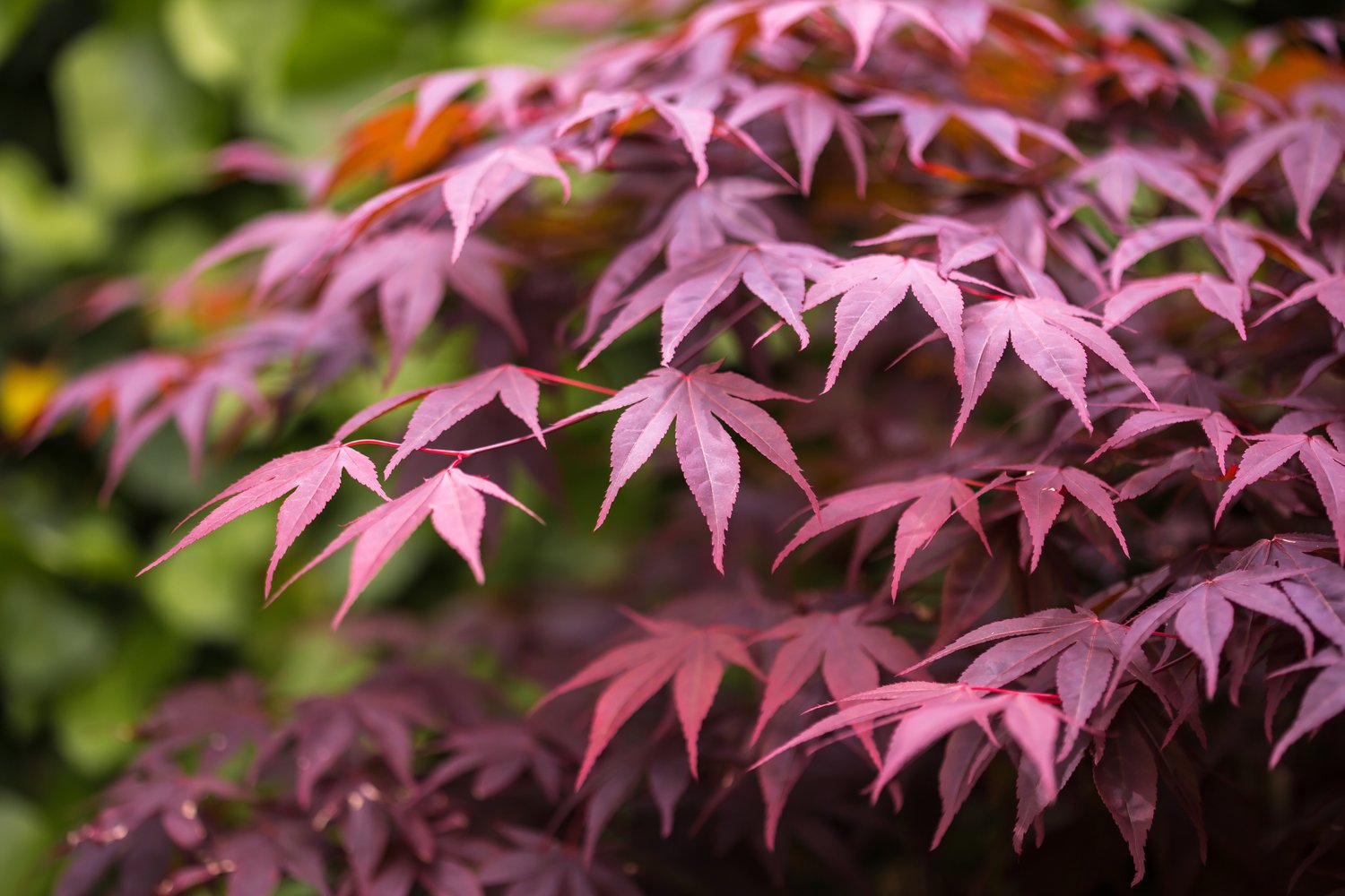 Acer palmatum 'Bloodgood', sol 100-125 cm, co/kl