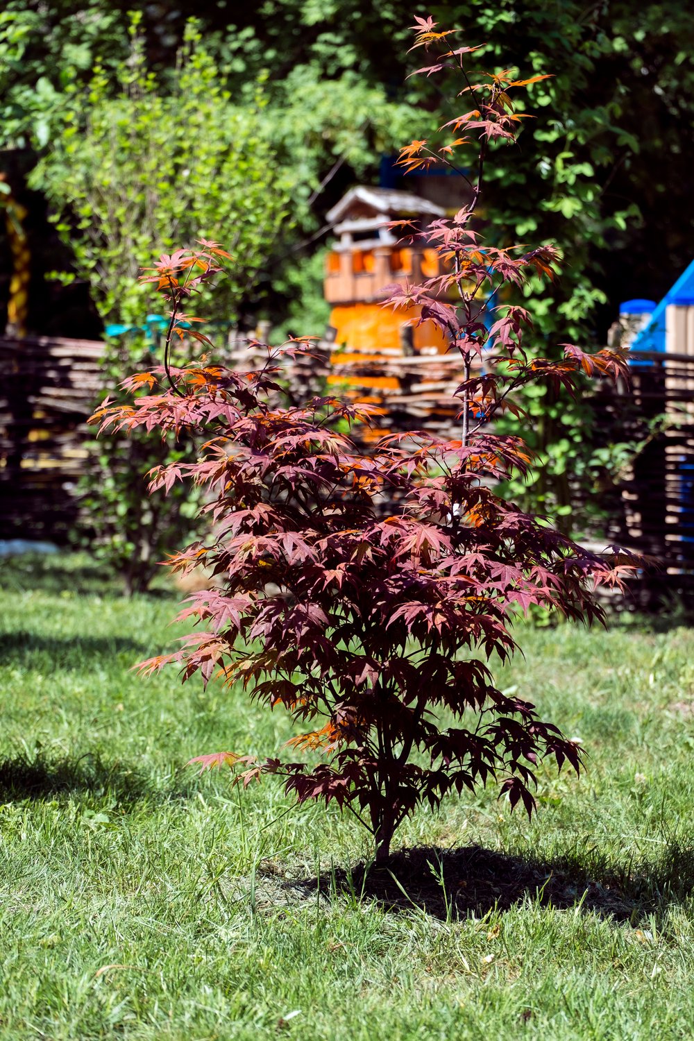 Acer palmatum 'Bloodgood', sol 100-125 cm, co/kl