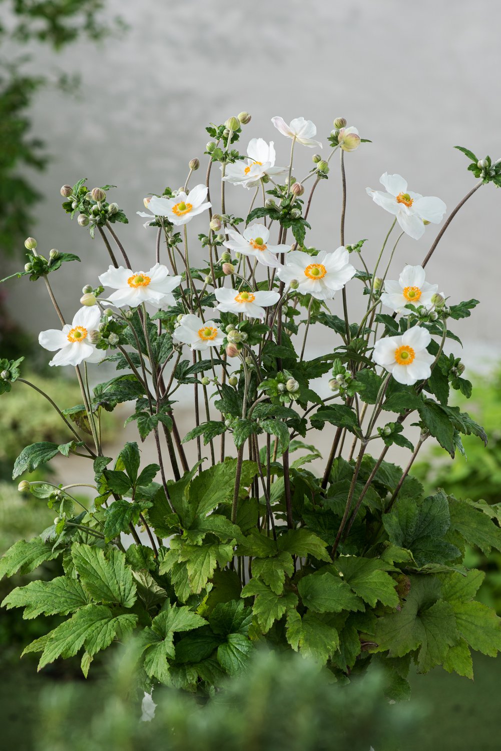 Anemone hybrida 'Honorine Jobert'