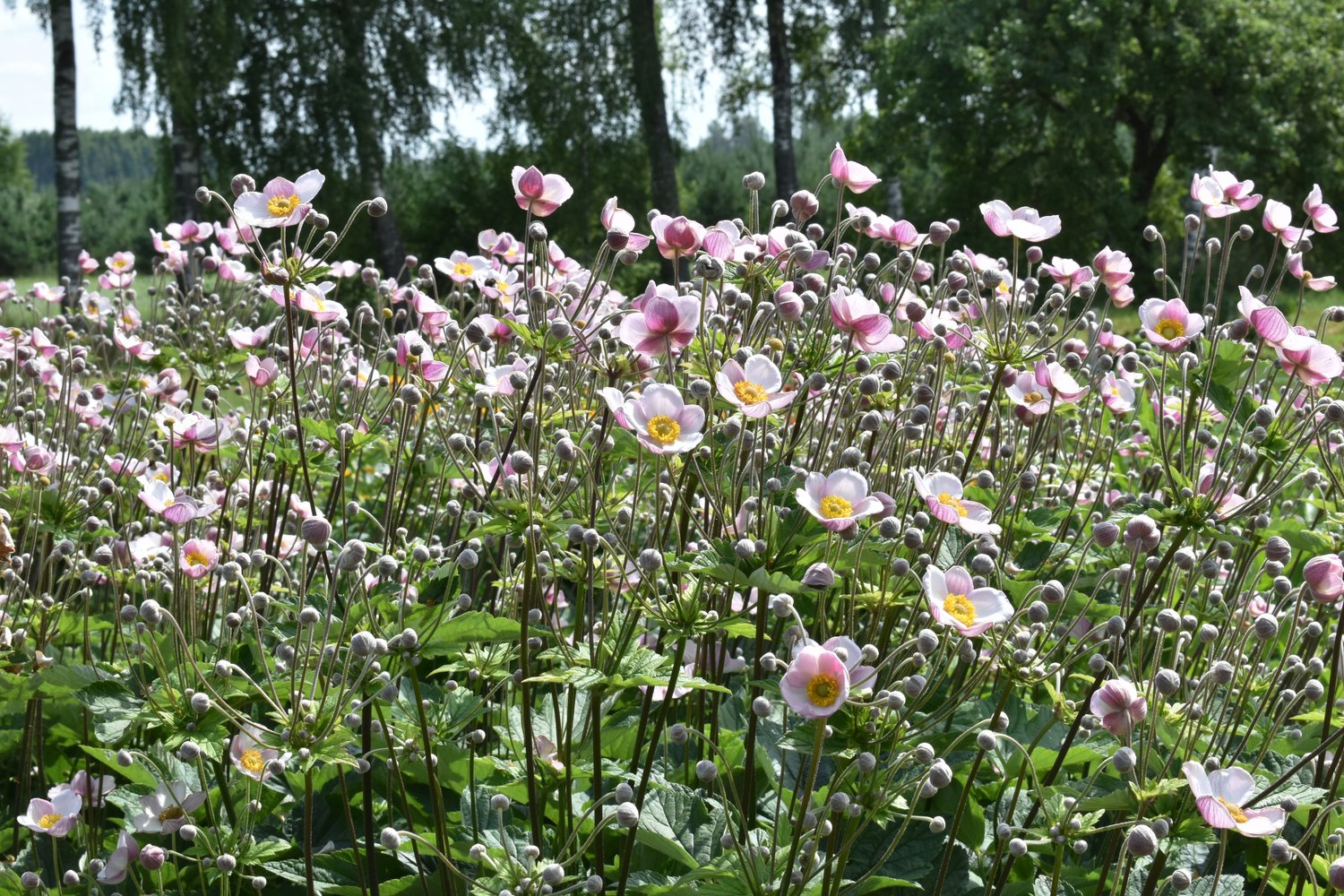 Anemone tomentosa 'Robustissima'