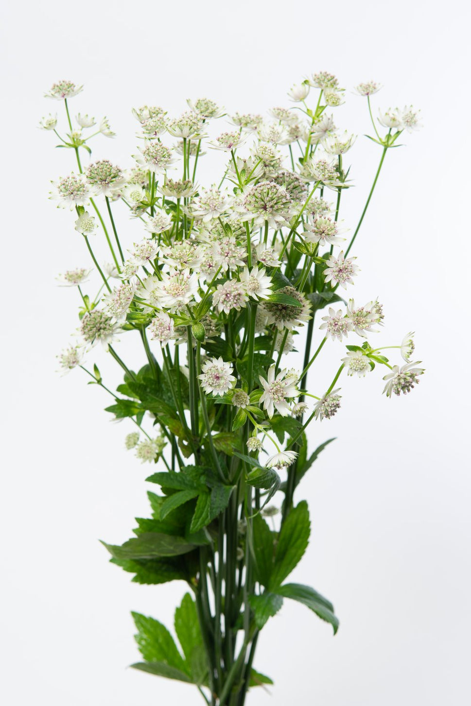 Astrantia major 'Star of Billion'
