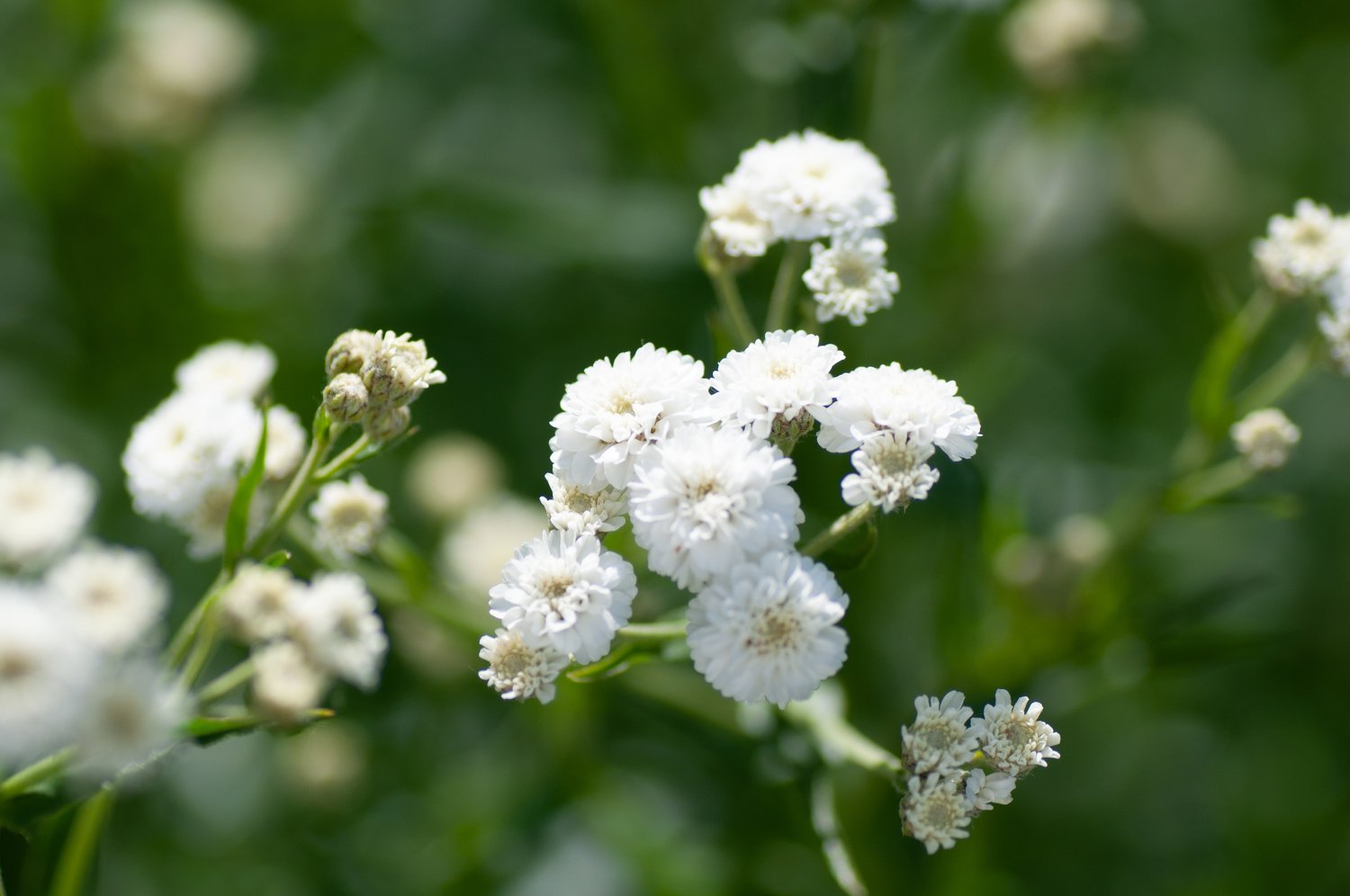 Gypsophila paniculata