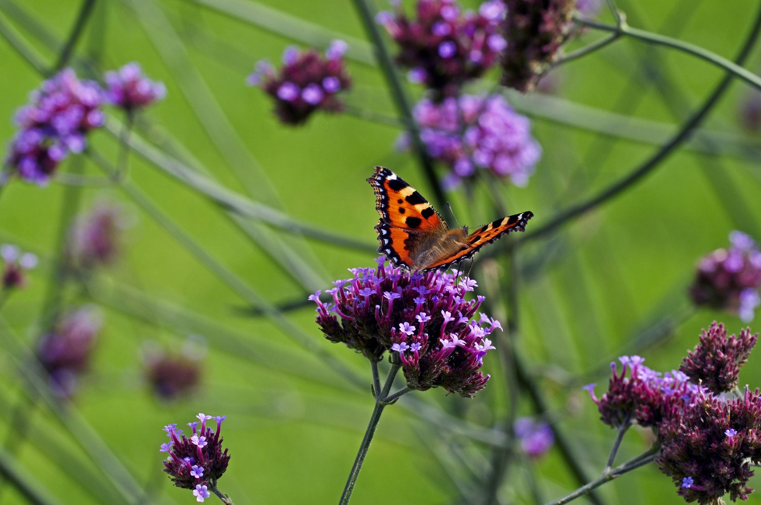 Verbena bonariensis