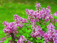 Syringa Josikaea, 30-50 cm 10-pack