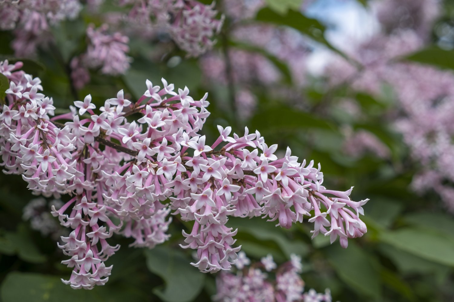 Syringa Josikaea, 30-50 cm 10-pack