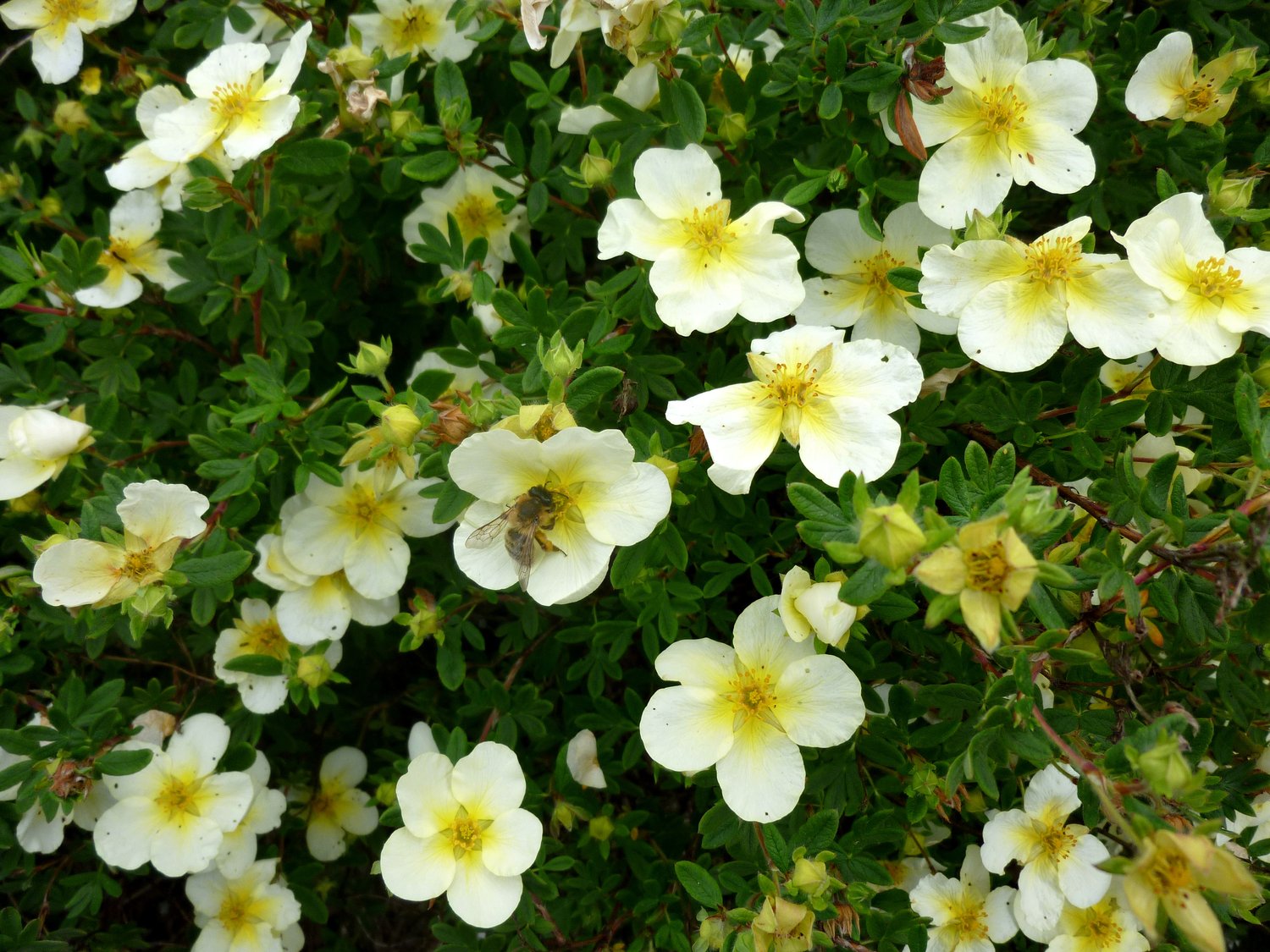 Dasiphora 'Sandved'