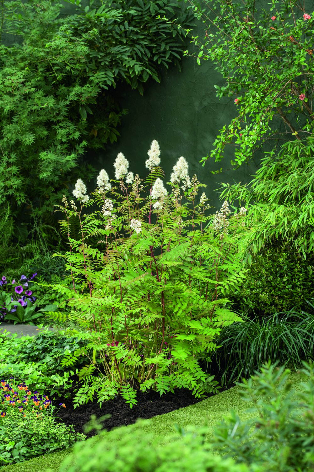 Sorbaria grandiflora 'Maia' E