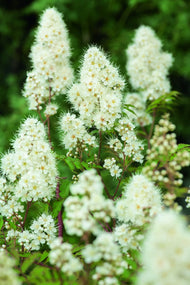 Sorbaria grandiflora 'Maia' E