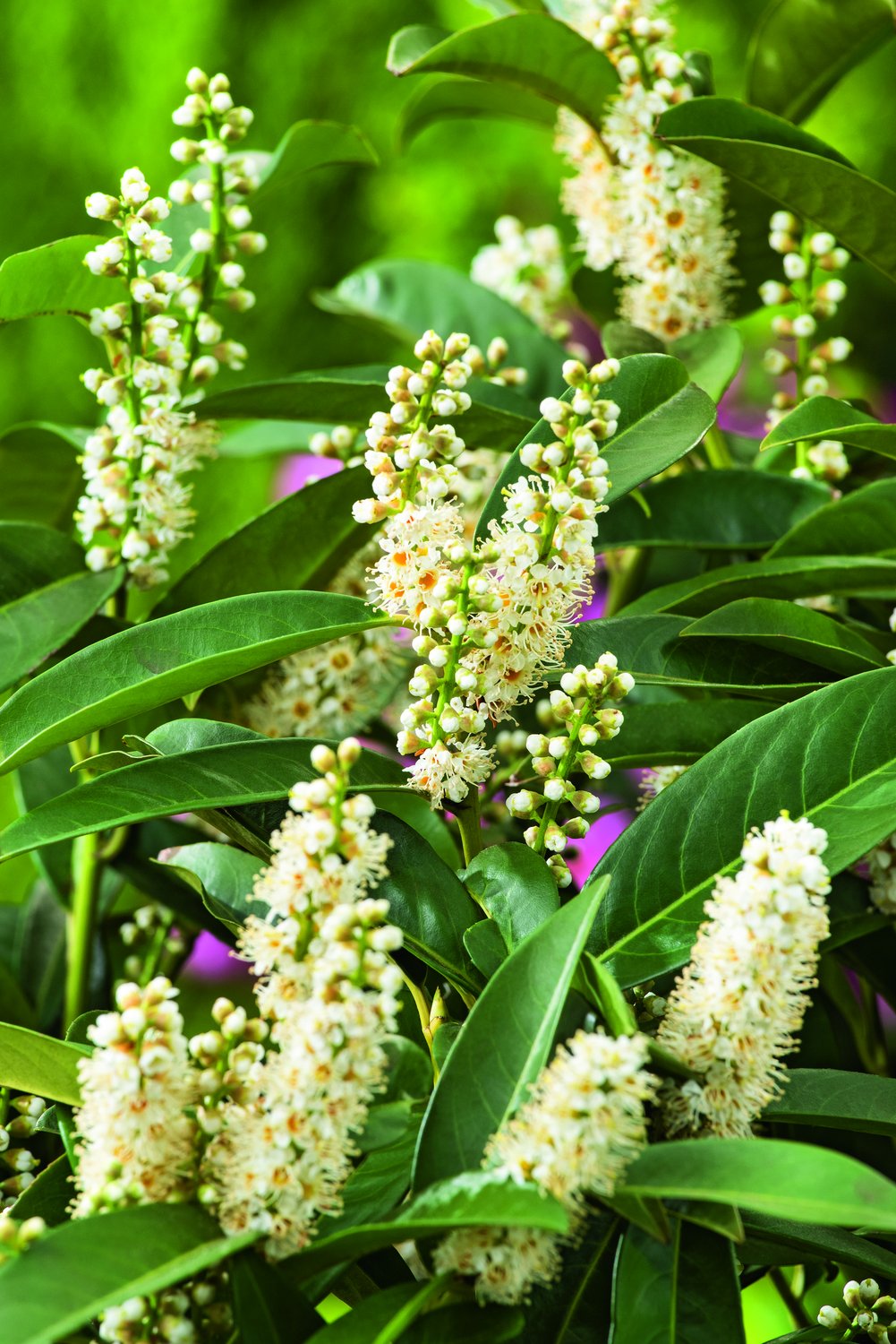 Prunus laurocerasus 'Novita' 30-50 cm