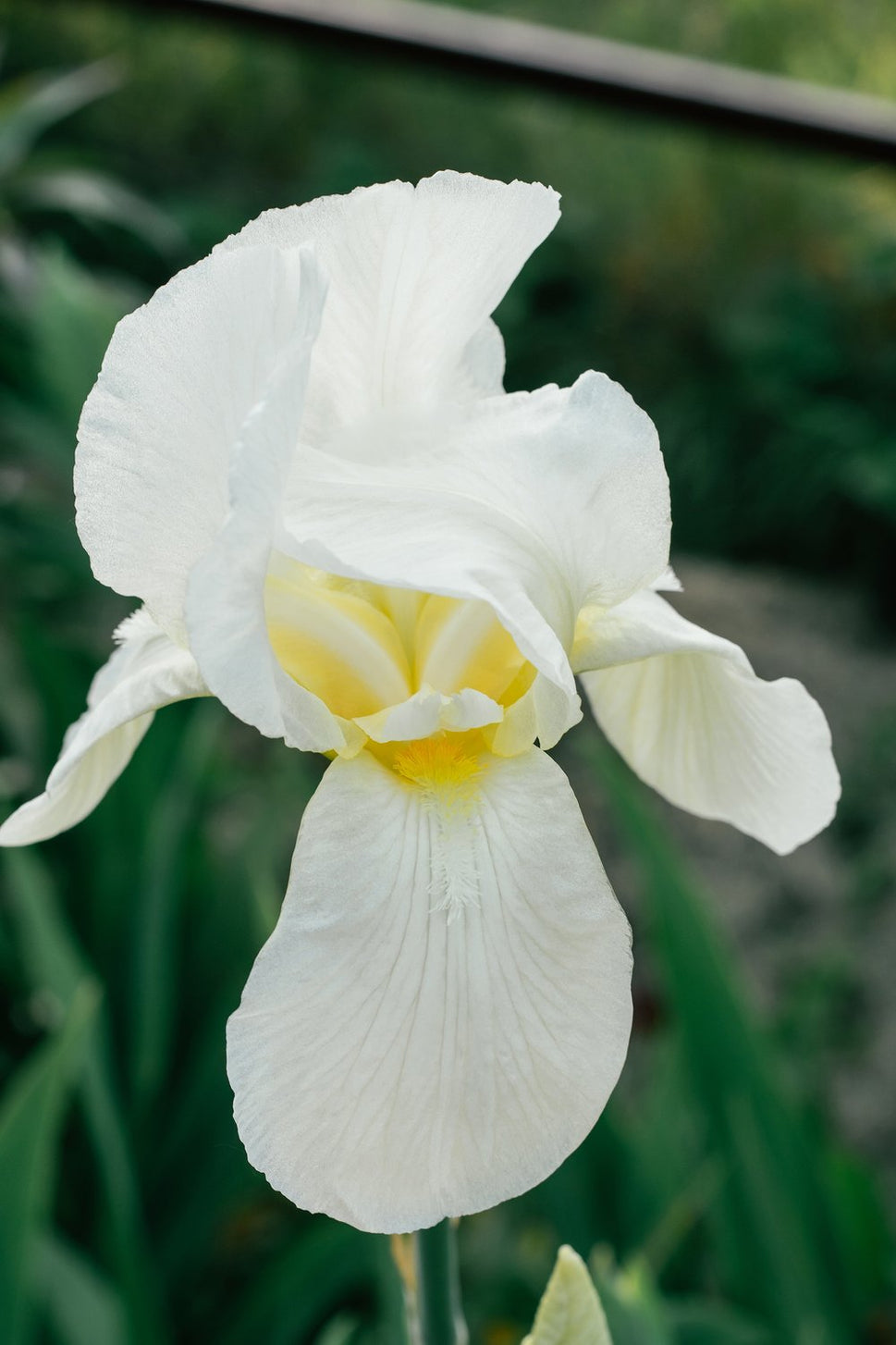 Iris sanguinea 'Snow Queen'