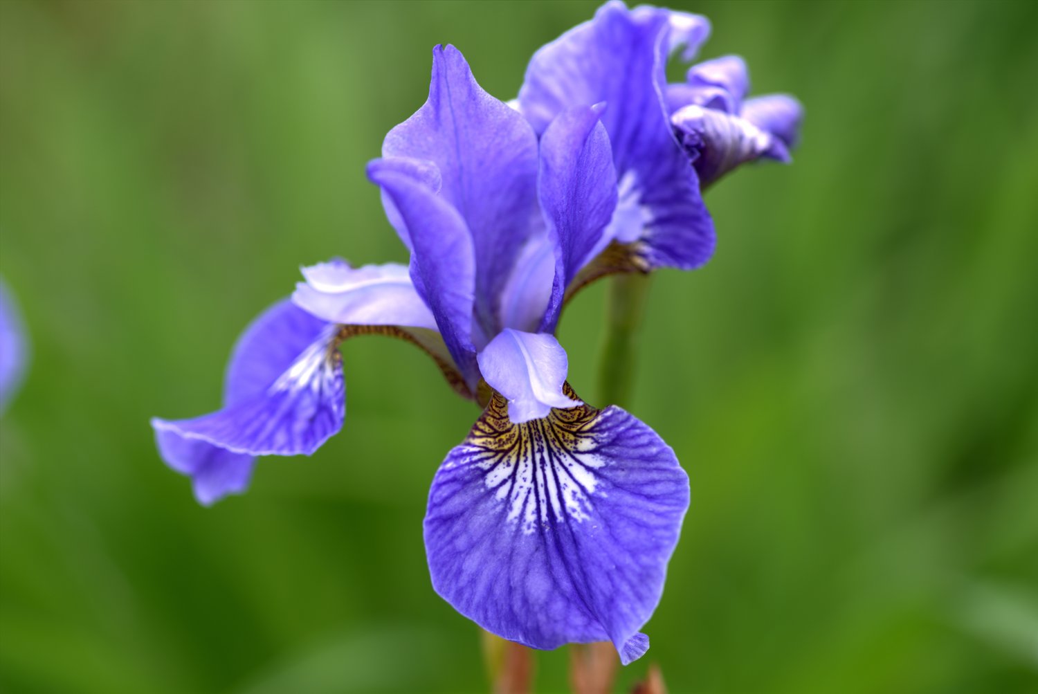 Iris sibirica 'Blue King'