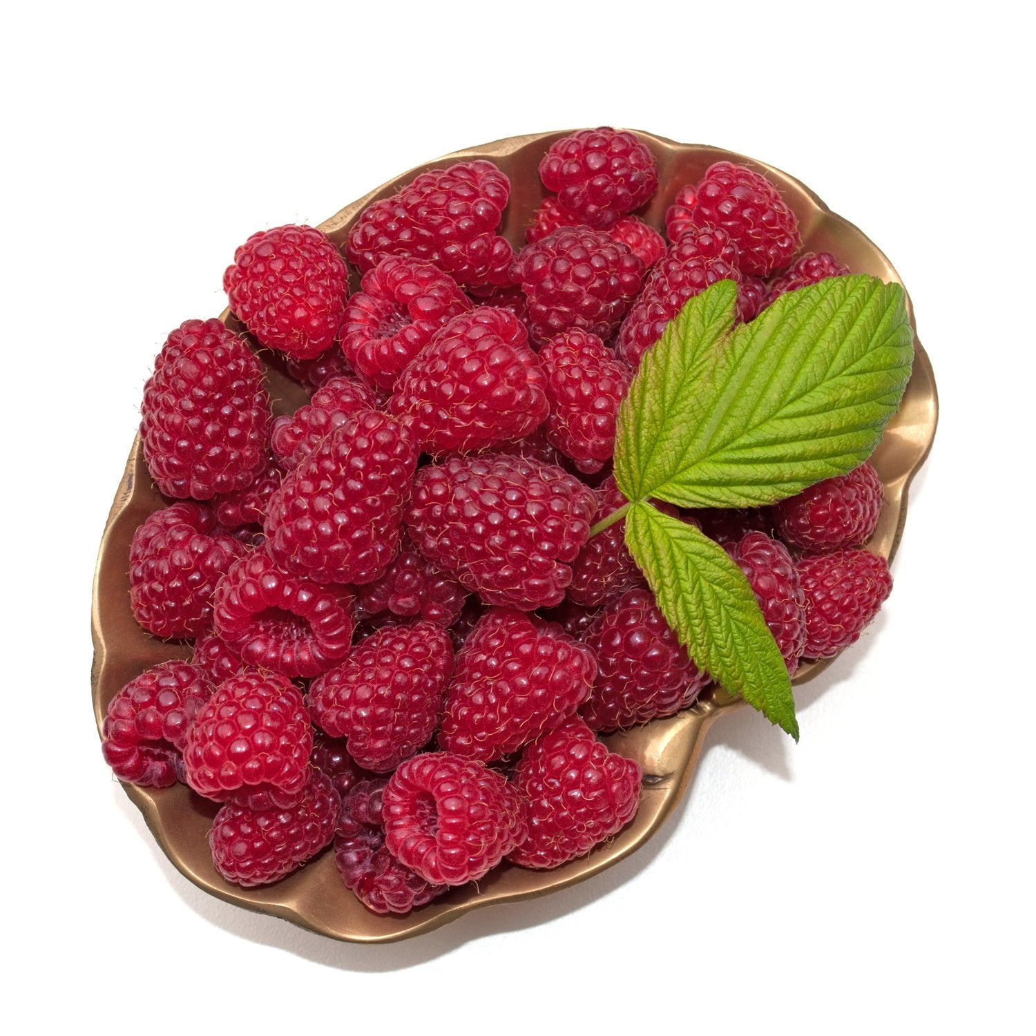 Rubus (Hösthallon) 'Autumn Bliss' E