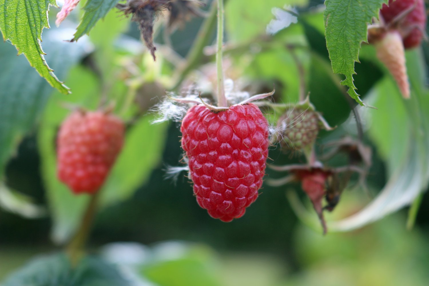 Rubus (Hösthallon) 'Elektra' E