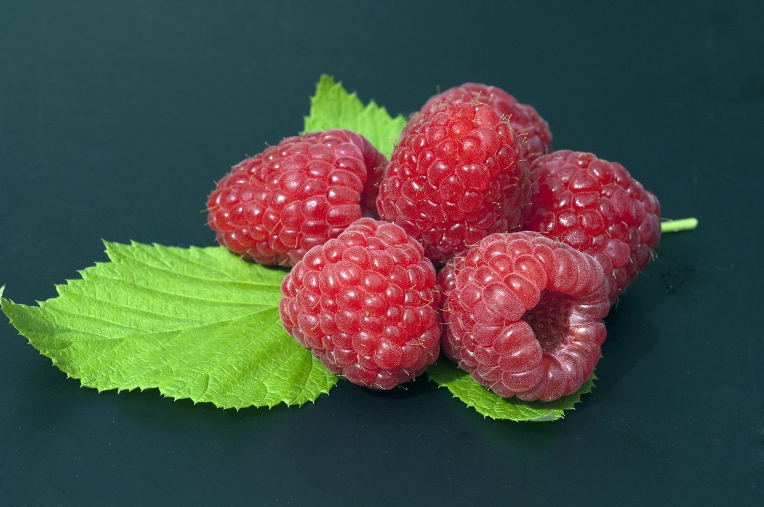 Rubus (Hösthallon) 'Polka' E