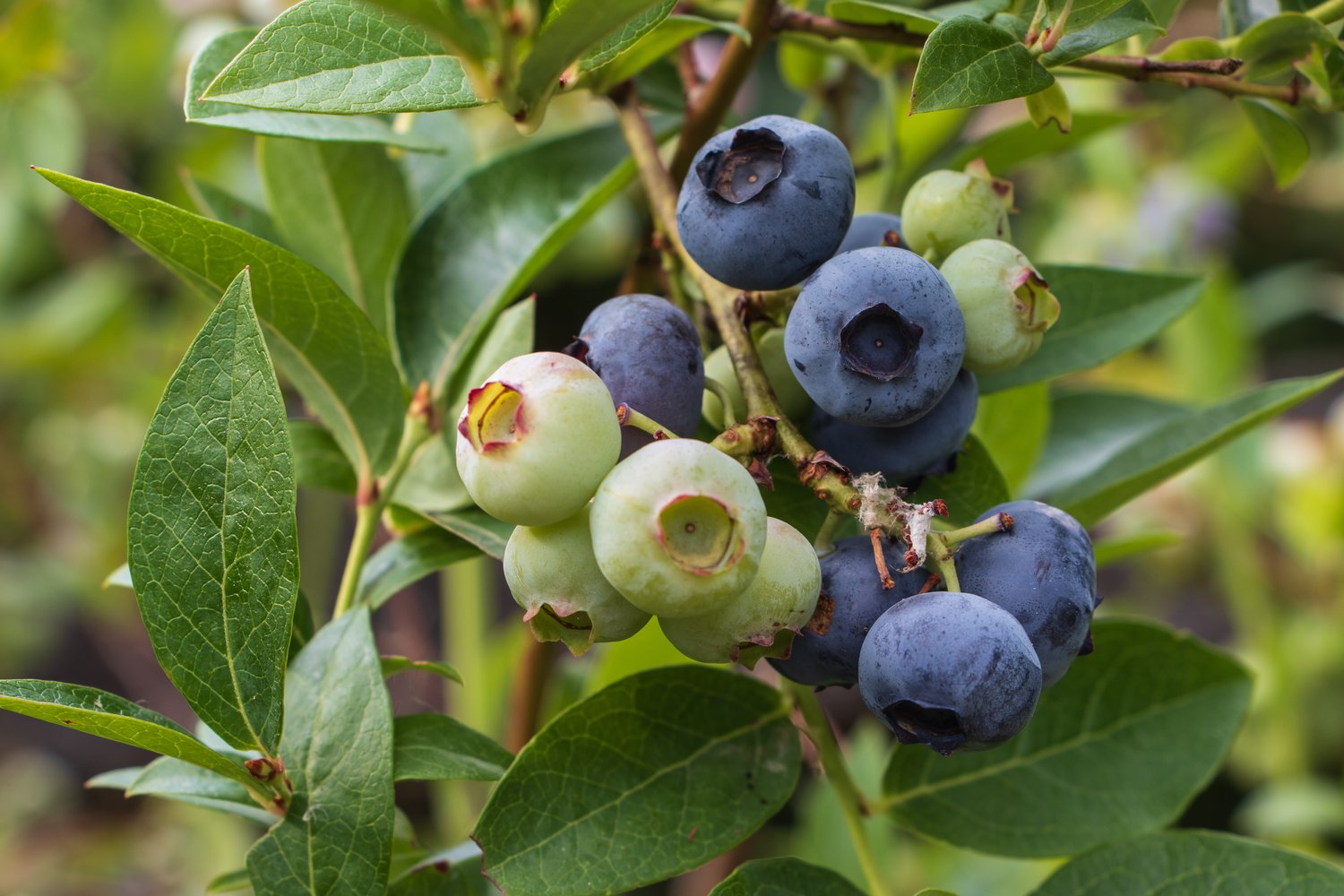Vaccinium 'Putte' E, 1-pac