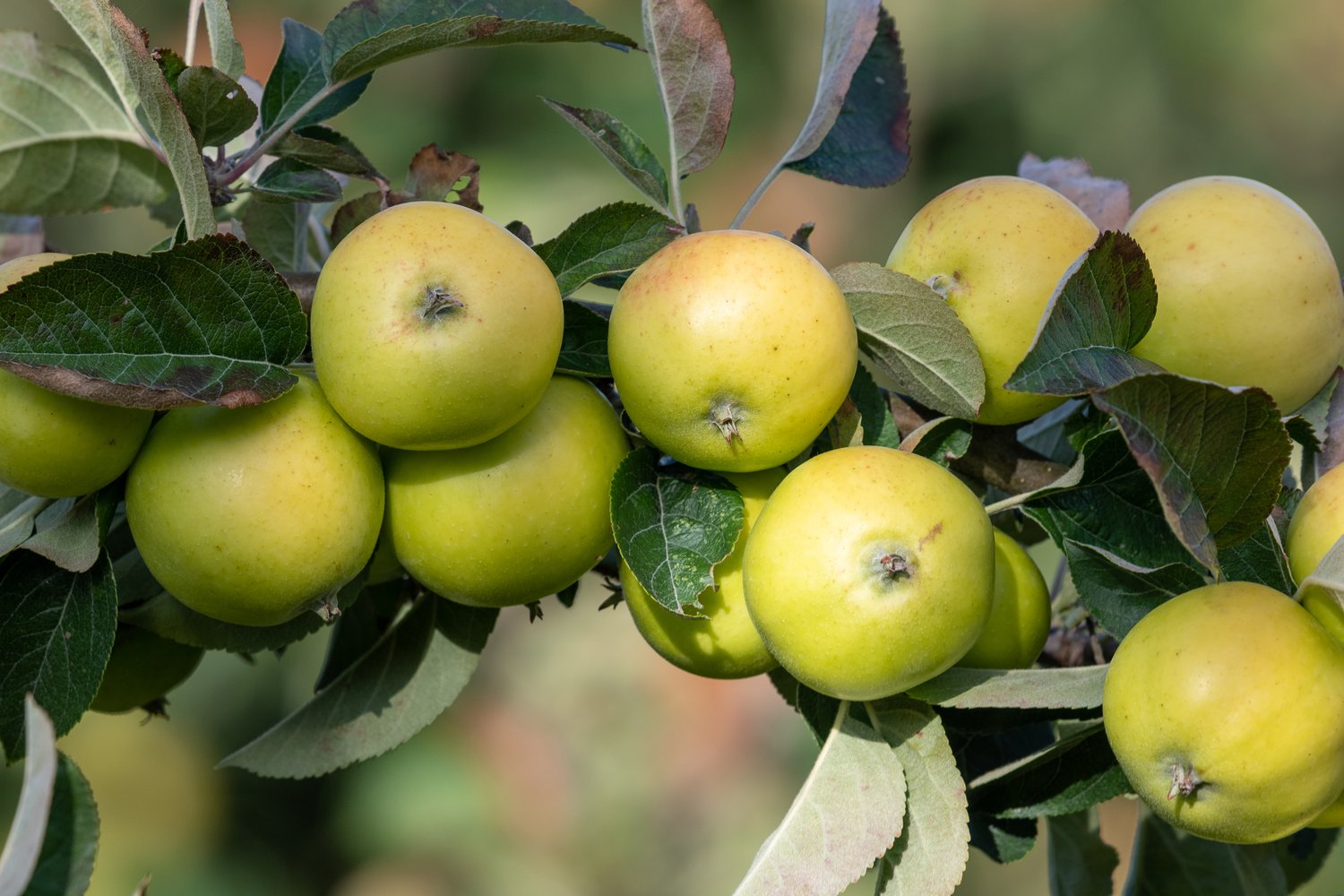 Malus domestica 'Oranie' E (äpple), inkl. uppbindnings kit