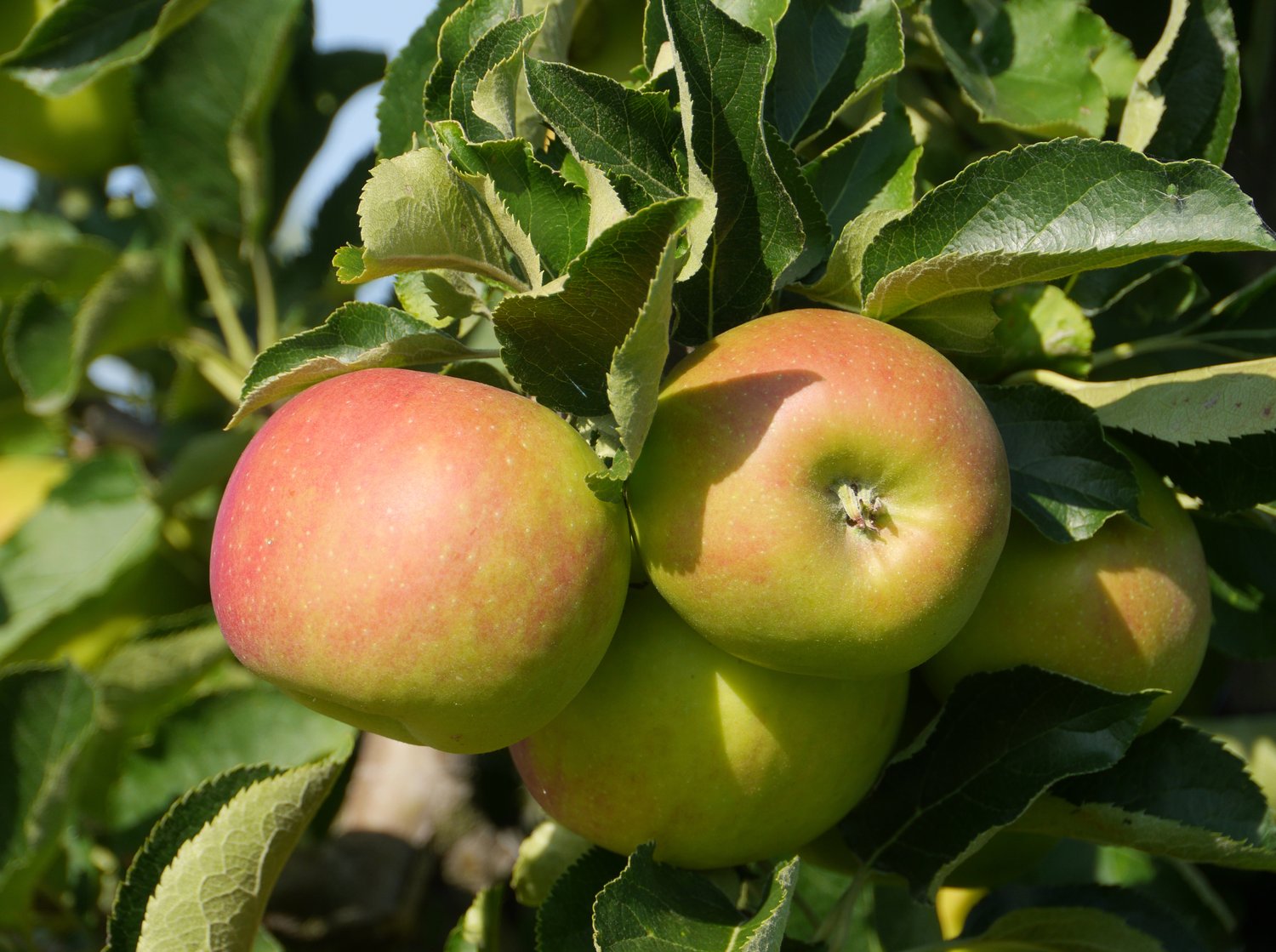 Malus domestica 'Fredrik' E (äpple)