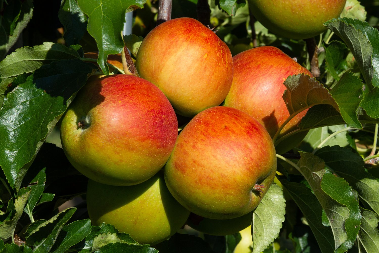 Malus domestica HÖSTDESSERT E (äpple)