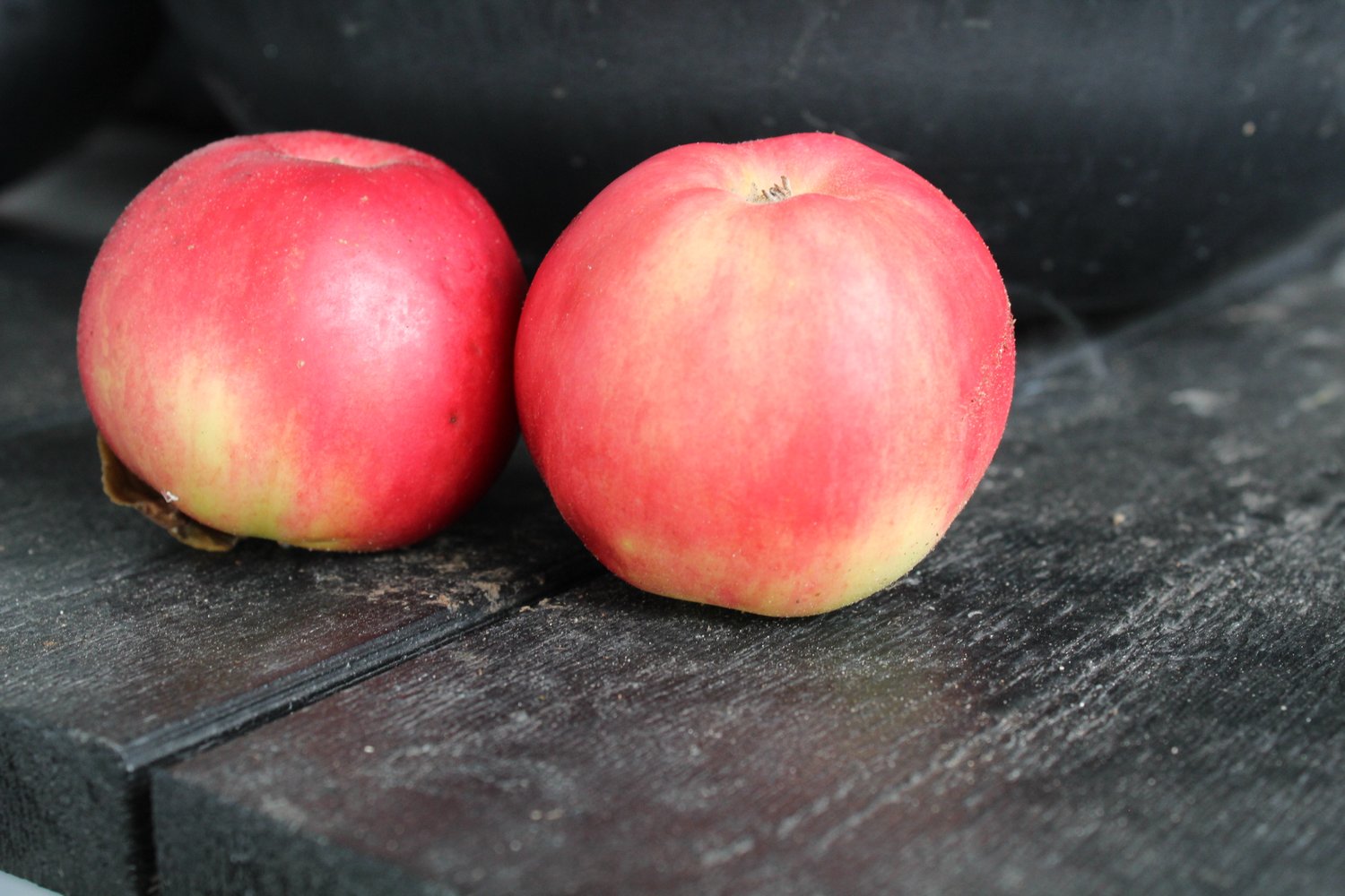 Malus domestica 'Mio' E, (äpple)