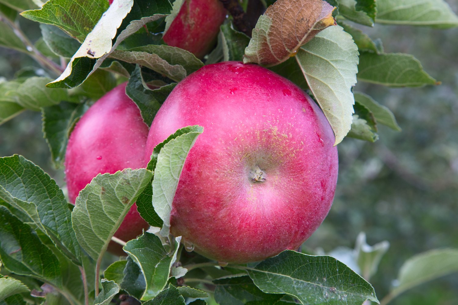 Malus domestica 'Mio' E, (äpple)