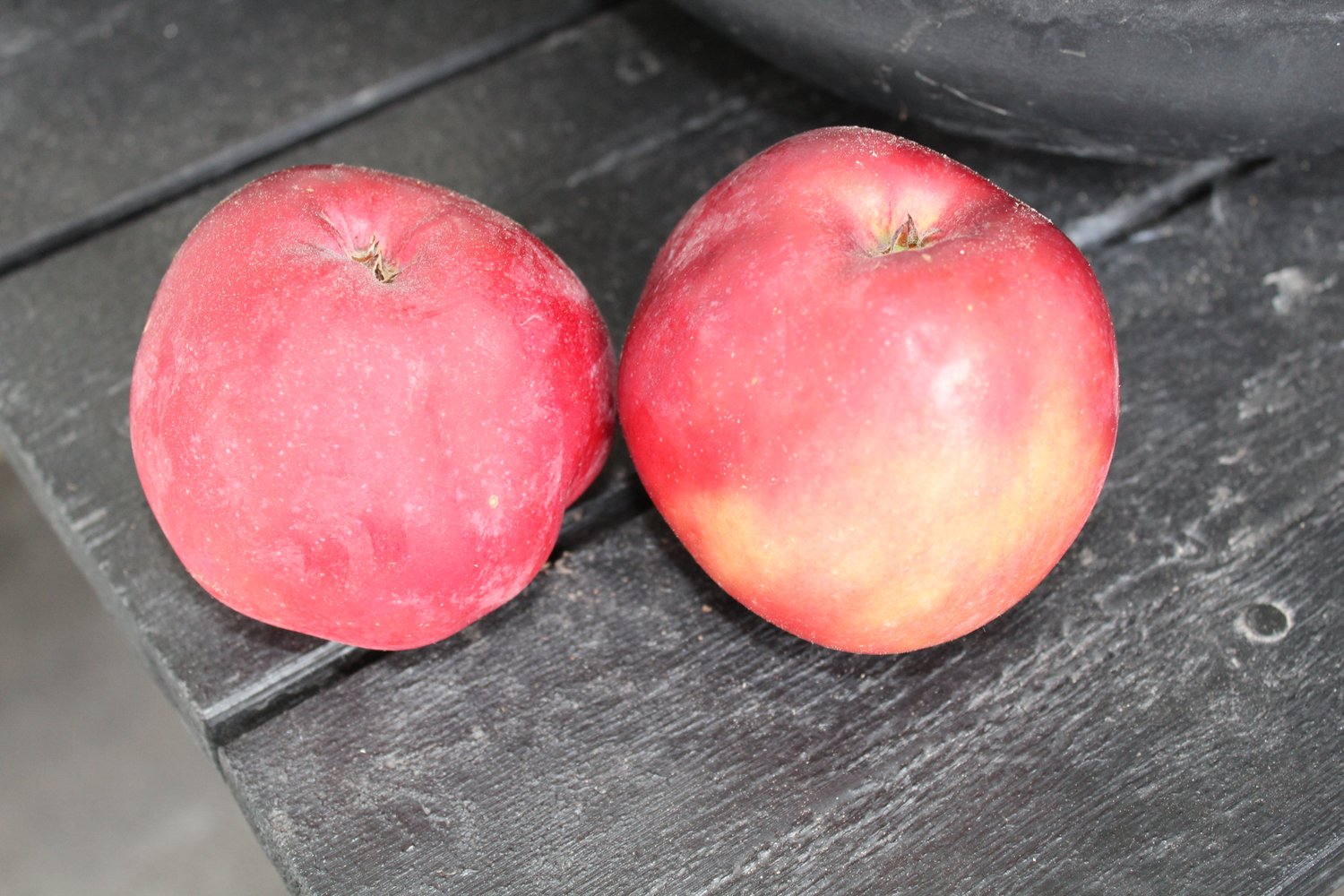 Malus domestica 'Rödluvan' E (äpple)