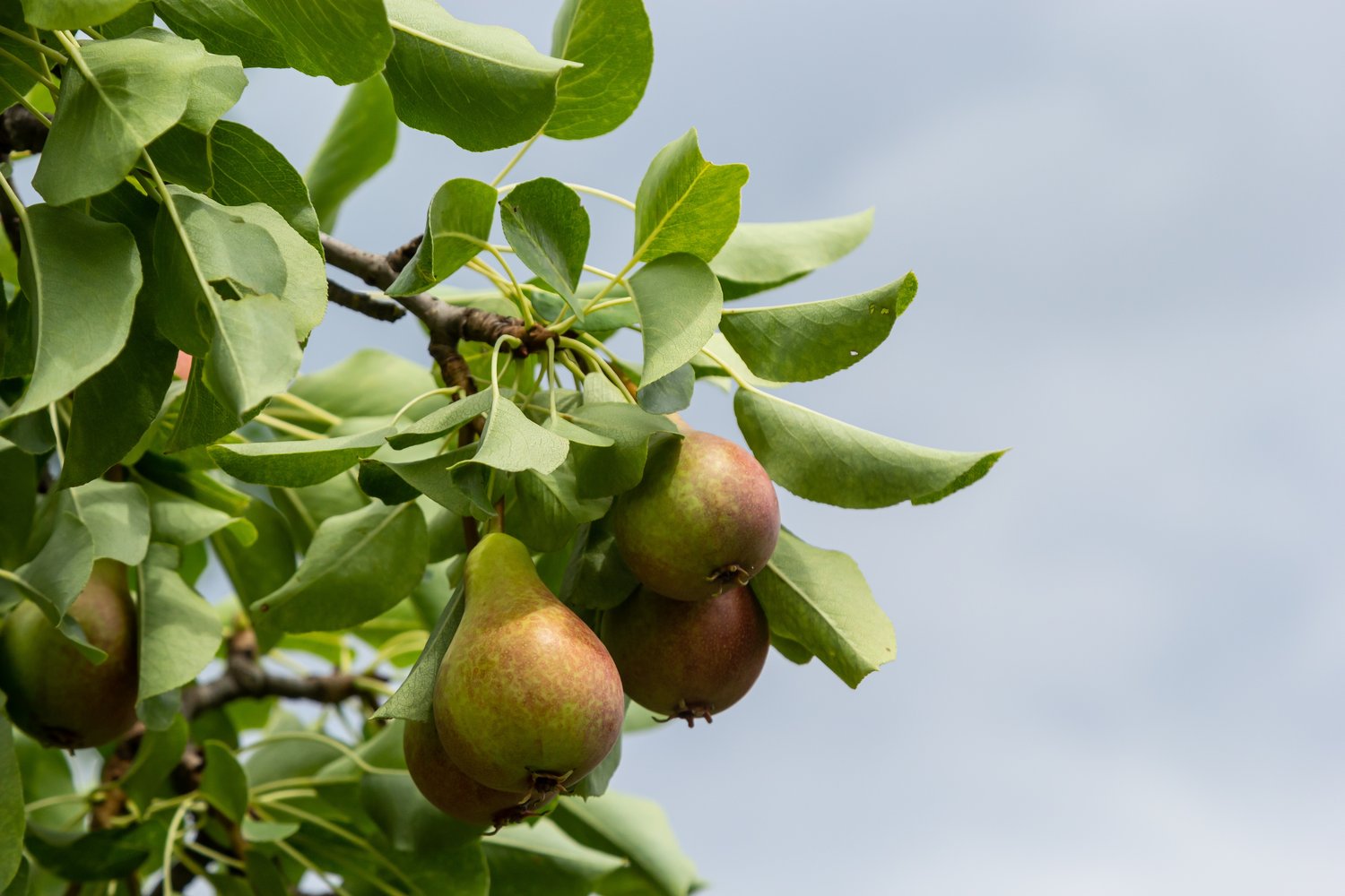 Pyrus communis GRÅPÄRON