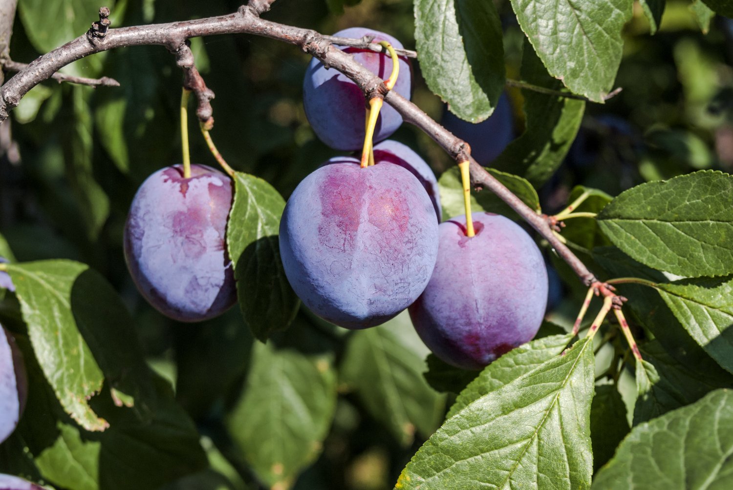 Prunus domestica CZAR (plommon)