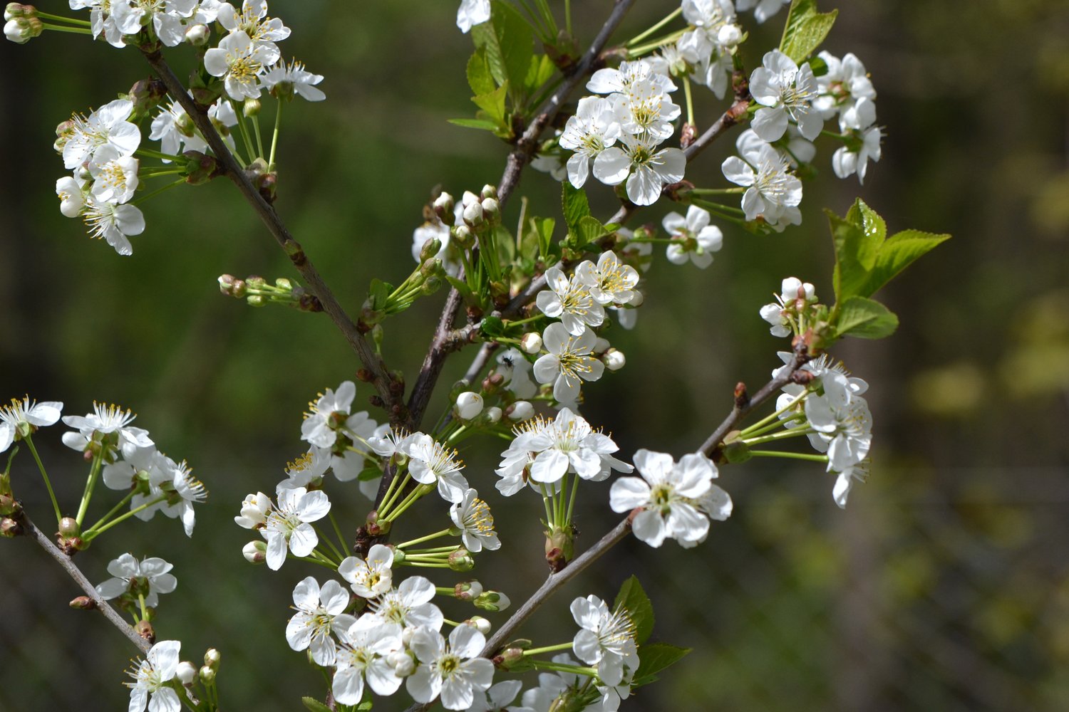 Prunus cerasus 'Berit' (körsbär)