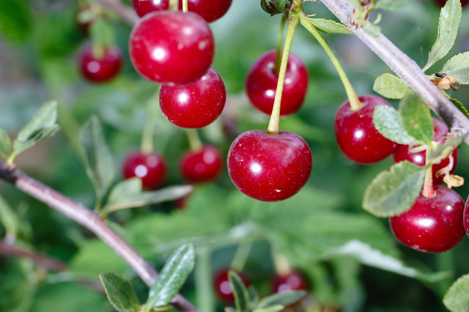Prunus cerasus 'Huvimaja' (körsbär), inkl uppbindnings kit