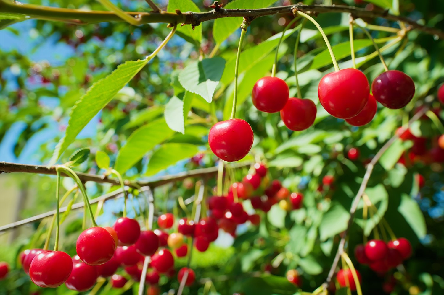 Prunus cerasus 'Huvimaja' (körsbär), inkl uppbindnings kit