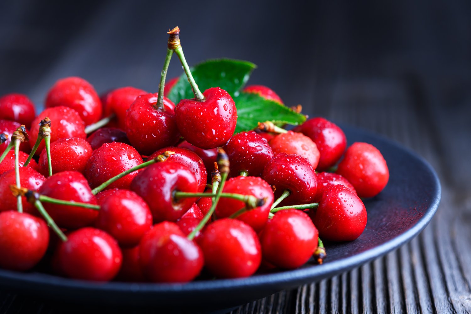 Prunus cerasus 'Huvimaja' (körsbär), inkl uppbindnings kit