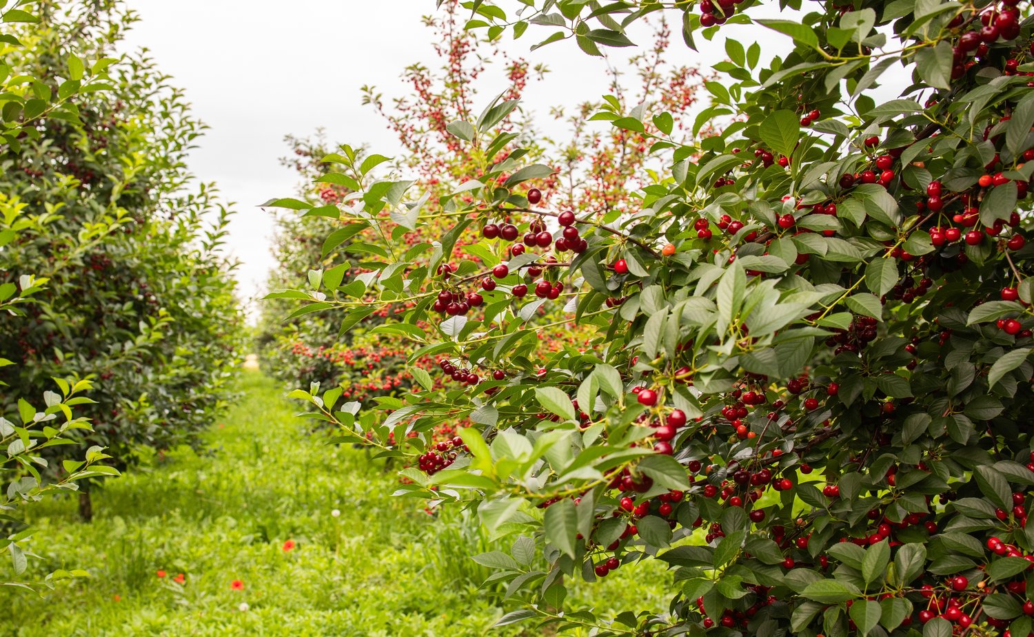 Prunus cerasus 'Huvimaja' (körsbär), inkl uppbindnings kit