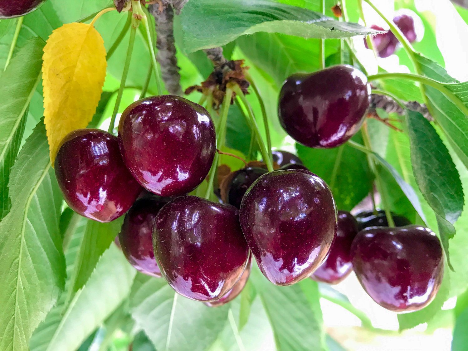 Prunus avium 'Lapins' E, (körsbär)