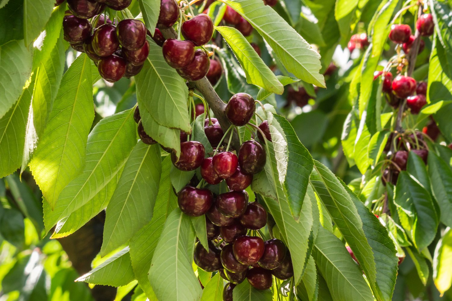 Prunus avium 'Stella' E, (körsbär)