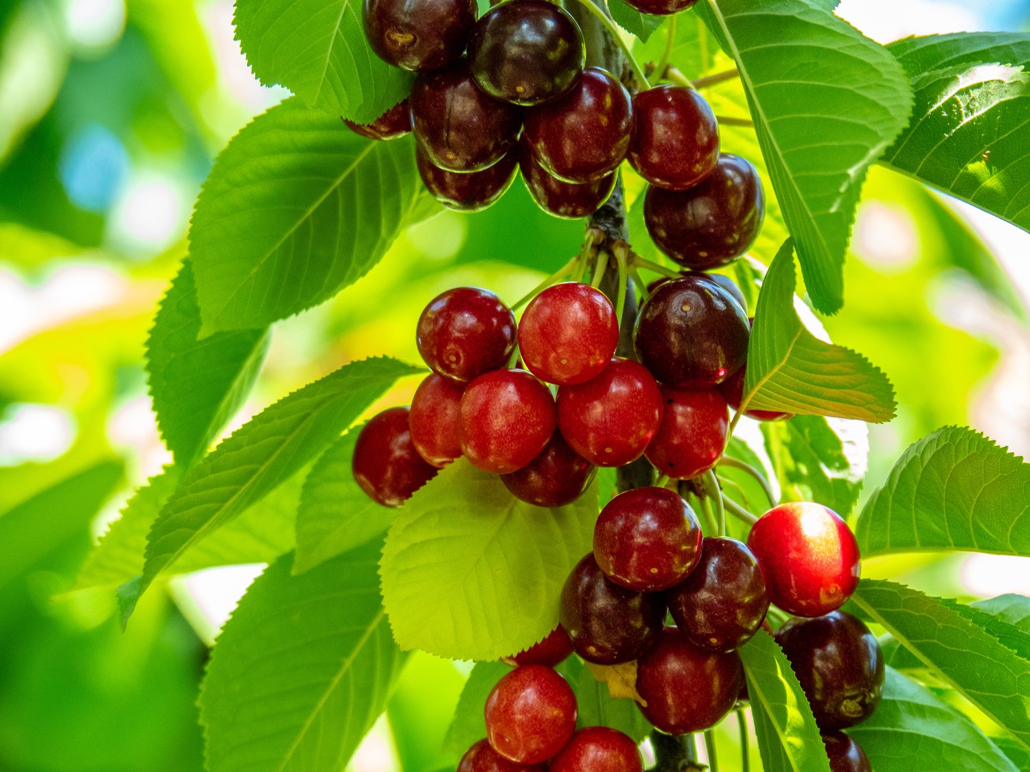 Prunus avium SWEETHEART (körsbär), inkl uppbindnings kit