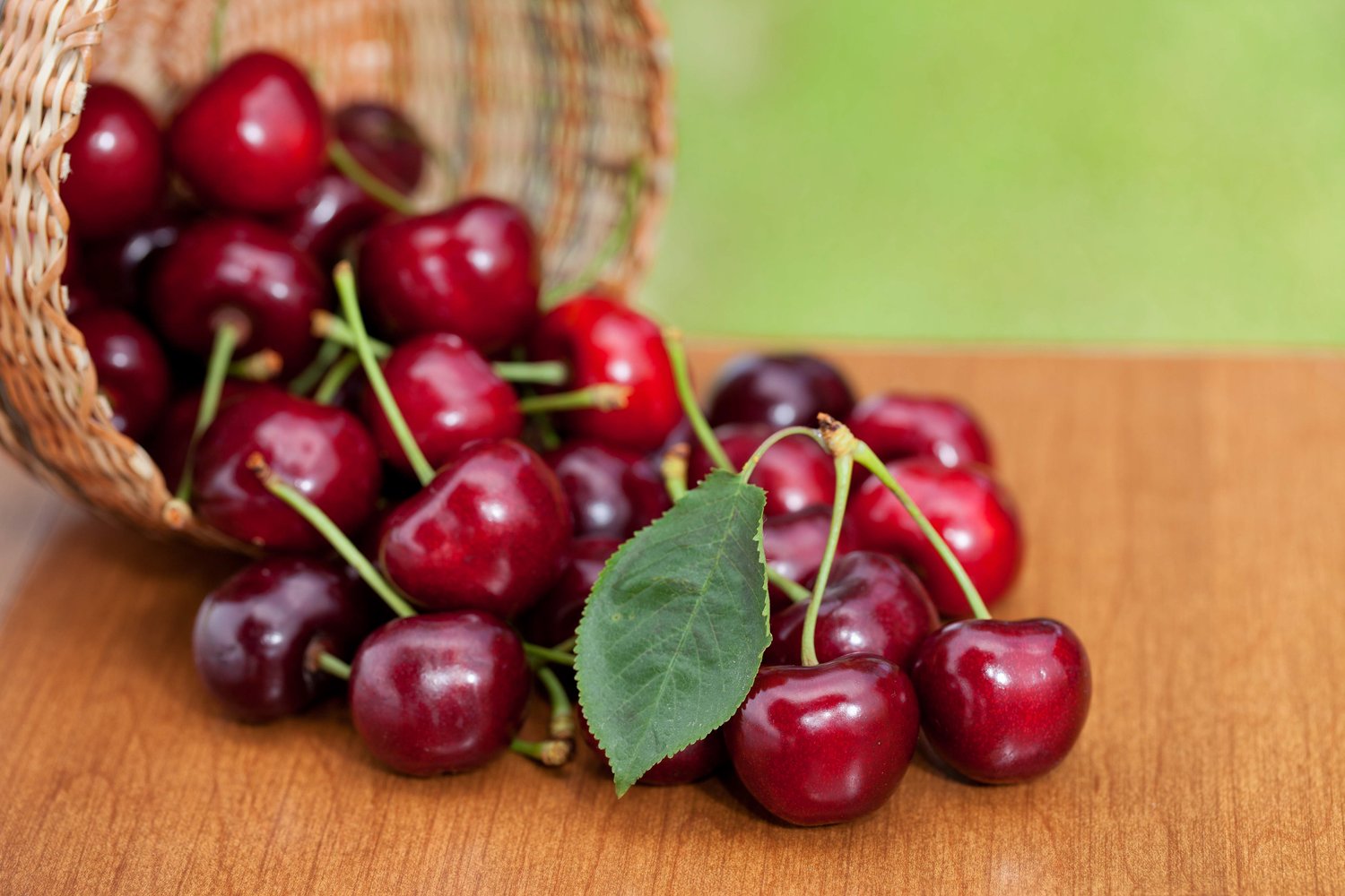 Prunus avium SWEETHEART (körsbär), inkl uppbindnings kit