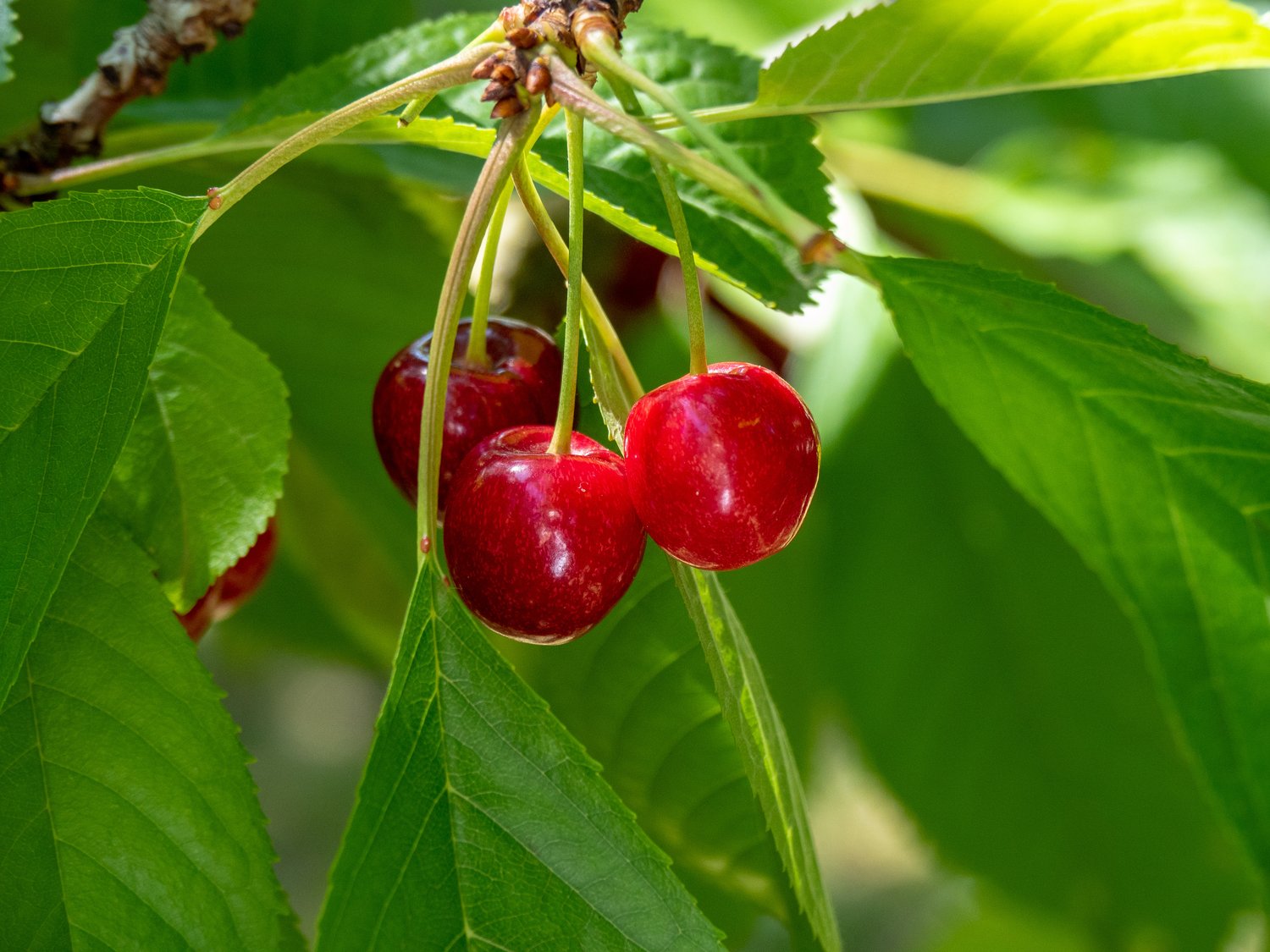 Prunus avium SWEETHEART (körsbär), inkl uppbindnings kit