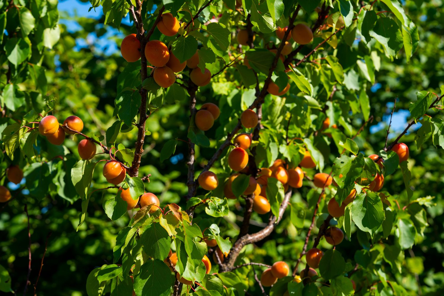 Prunus armeniaca 'Hargrand' (aprikos)