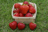 Fragaria ananassa 'Rumba'