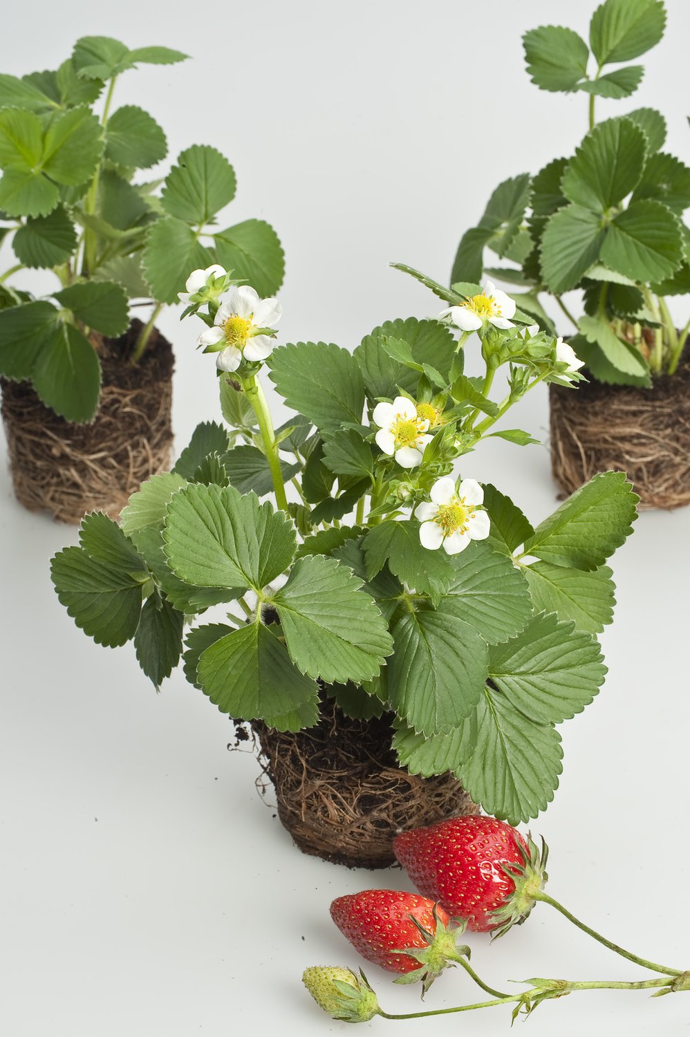 Fragaria ananassa 'Korona'