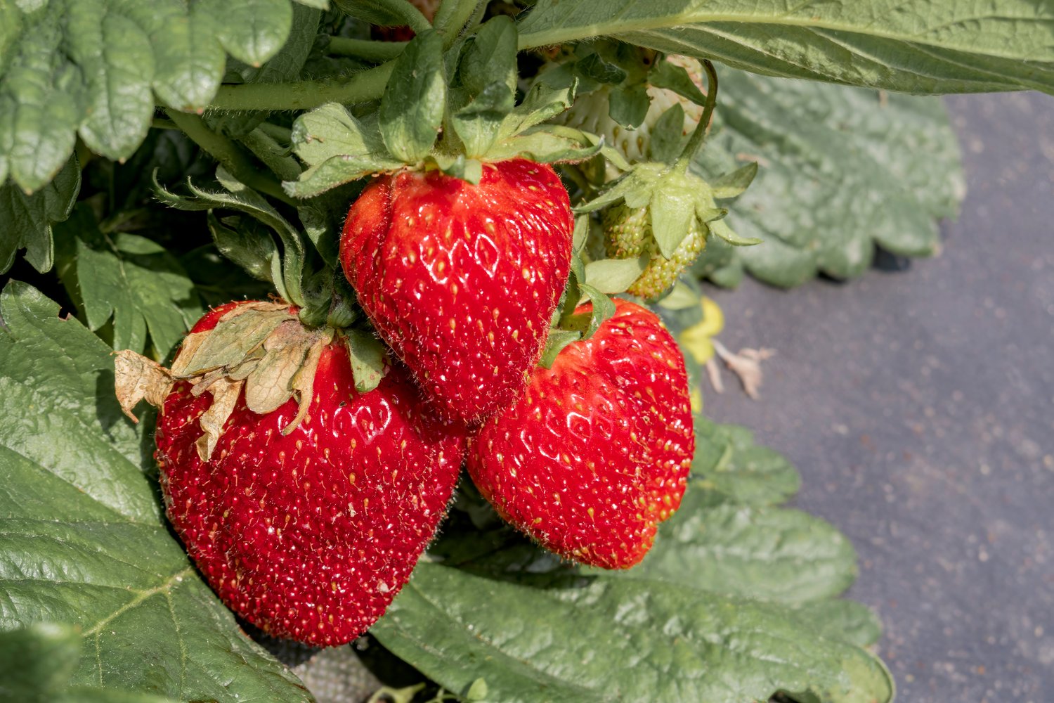 Fragaria ananassa 'Honeoye'
